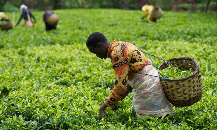 Kivu Belt Coffee Cooperative